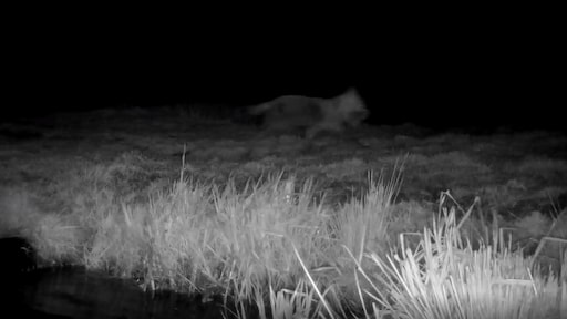Wolf gespot in Friesland, boeren willen groot hek om provincie
