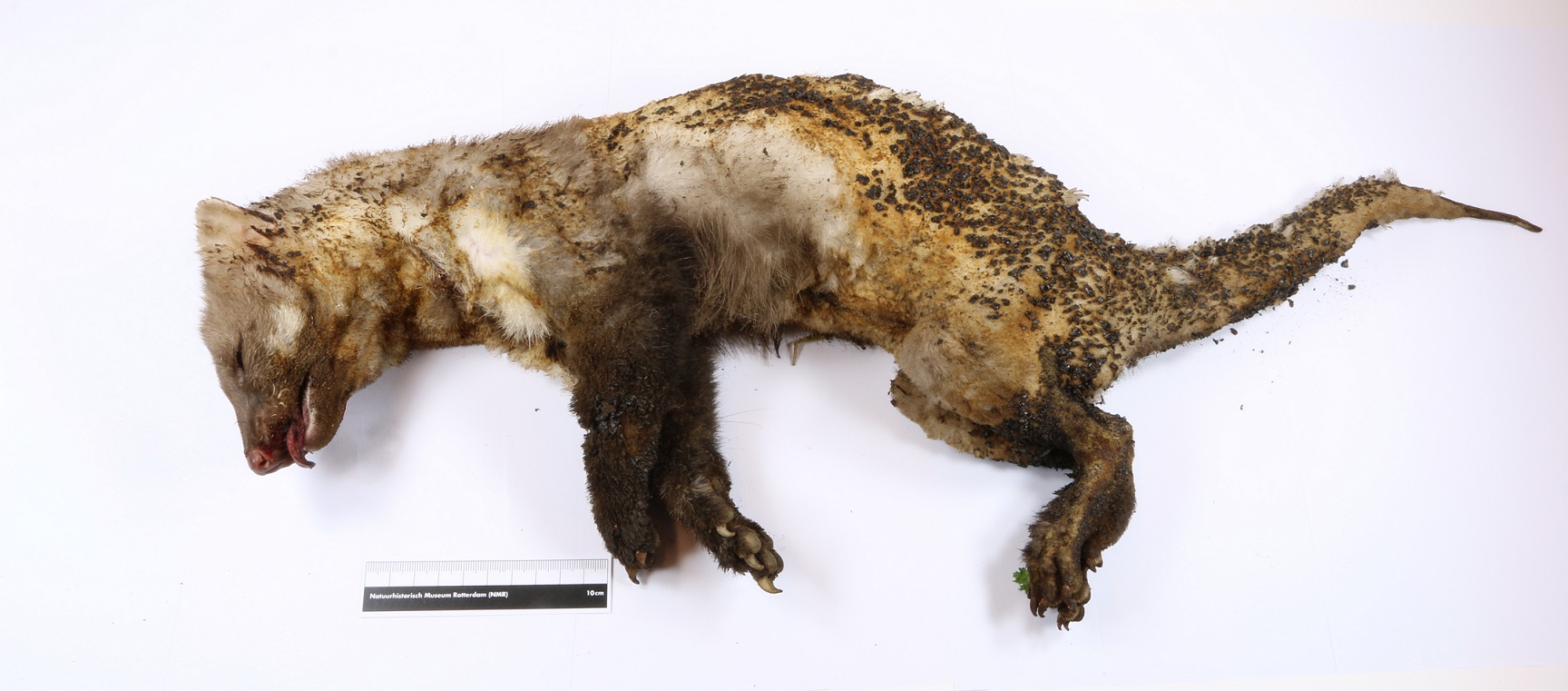 Geëlektrocuteerde steenmarter krijgt plekje in museum  