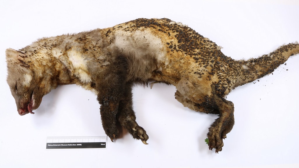 Geëlektrocuteerde steenmarter krijgt plekje in museum