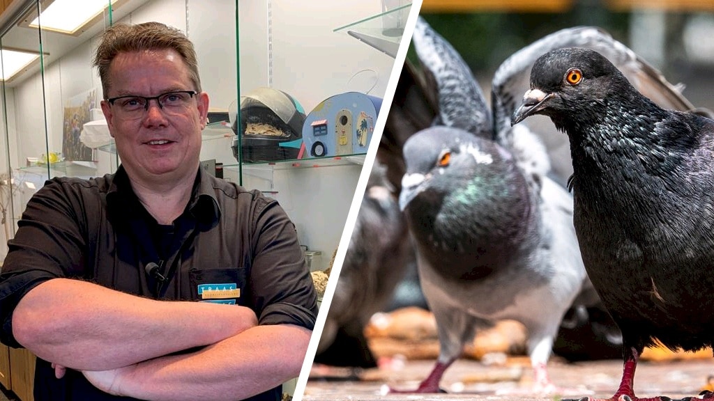 Poepende duiven op je balkon: hoe krijg je ze weg?