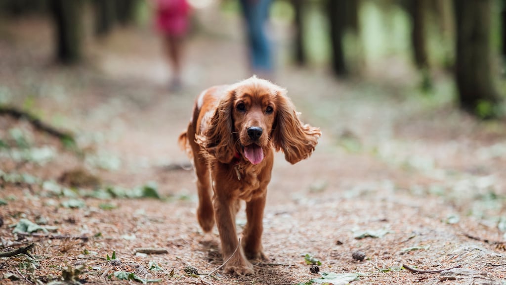 De 5 mooiste natuurgebieden om te wandelen met je hond