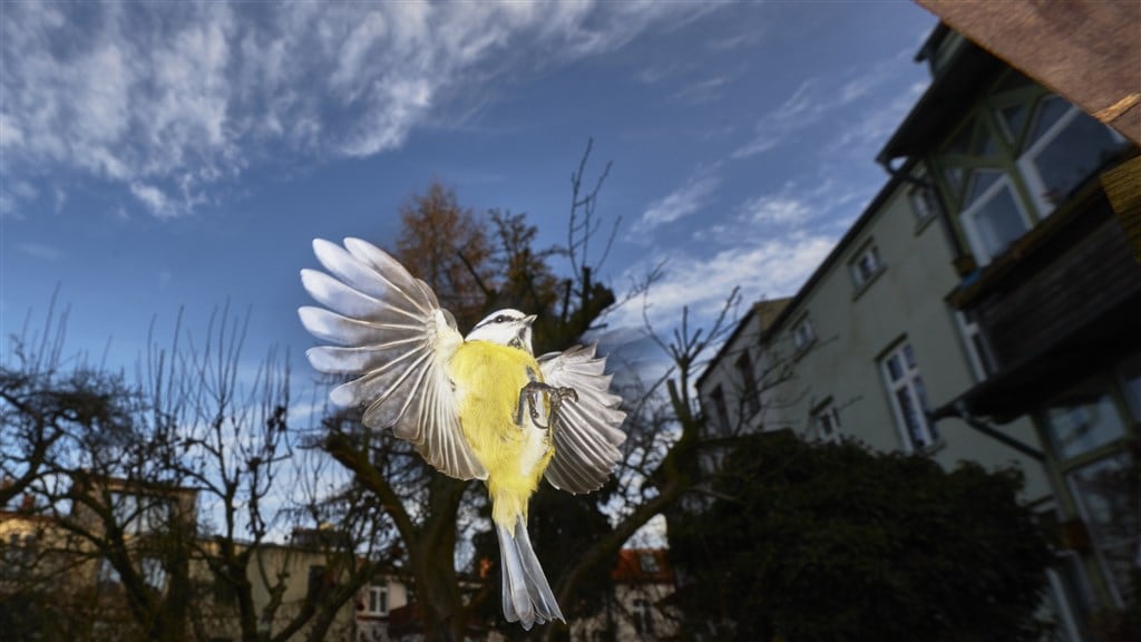 Dankzij lockdown telt recordaantal Nederlanders vogeltjes in de tuin