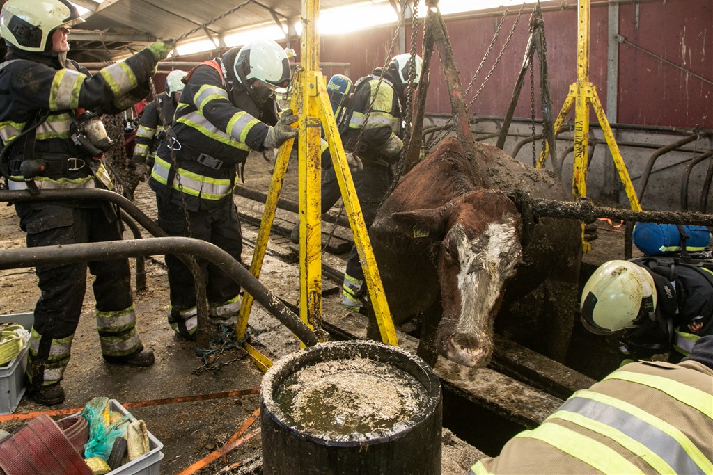 16 koeien vast in gierput, 4 overleven het niet