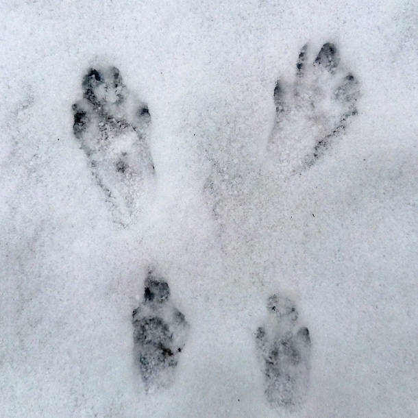 Het spoor van de eekhoorn is gemakkelijk te herkennen.