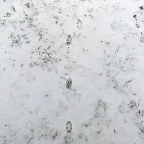 Sporen van een haas.