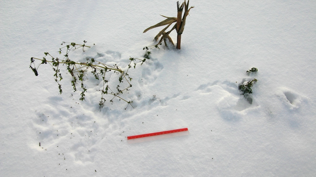 Muizenstapjes bij de kruidenplantjes.