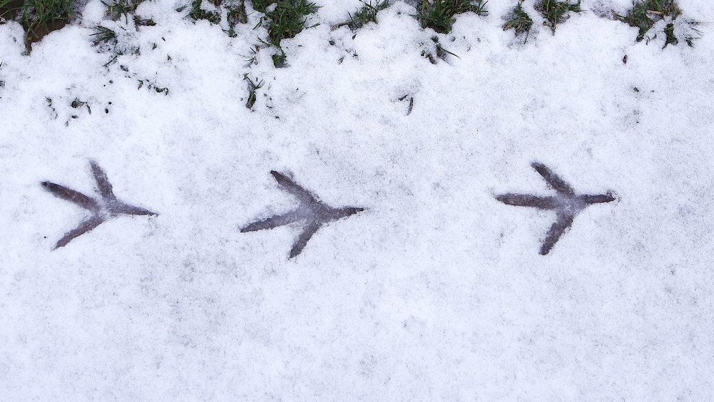 Het spoor van de reiger.