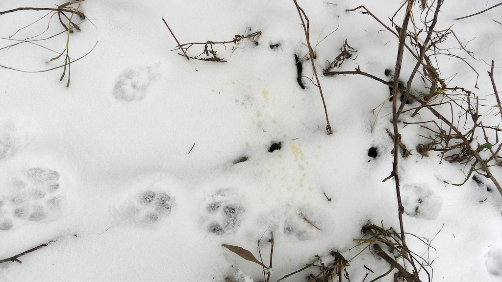 Een vos heeft een plasje gedaan in de sneeuw.