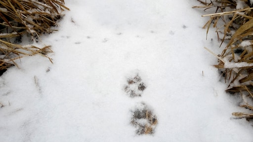 Welk dier hoort bij welk spoor in de sneeuw? 'Eekhoorn herken je meteen'