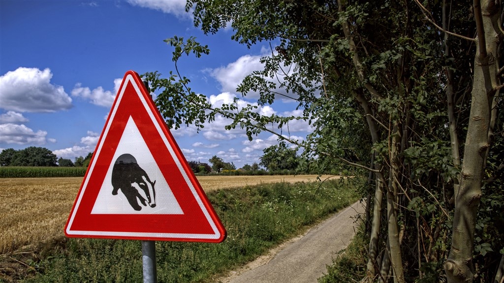 Natuurbeschermers woedend op Limburg om vangen dassen