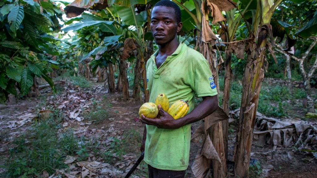 Een cacaoboer in Ivoorkust.