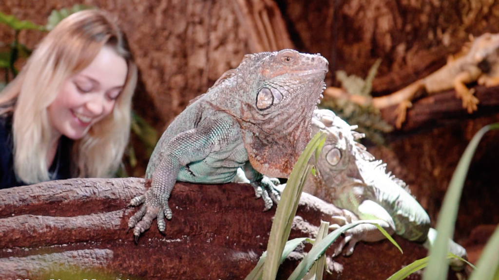 Reptielentuin De Aarde