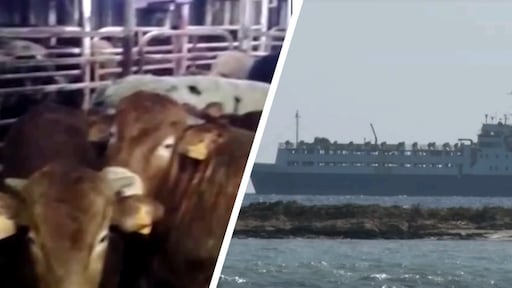 Schip met 1800 koeien dobbert al twee maanden rond op zee: 'Stop hiermee'
