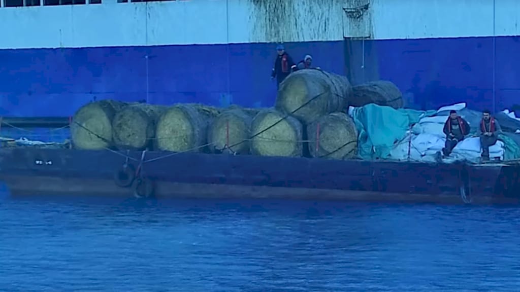 Er worden hooibalen voor de beesten naar het schip gebracht