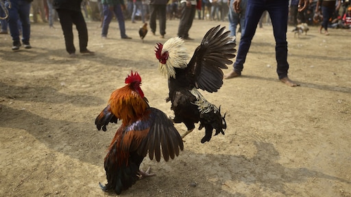 Man in India gedood door eigen haan bij illegaal hanengevecht