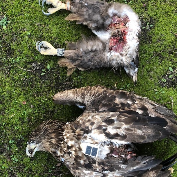 De zeearend werd door de turbine in Duitsland in tweeën gesplitst.