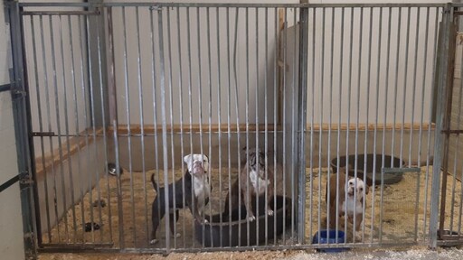 Illegale hondenhandel met 21 puppy's opgerold in Vriezenveen