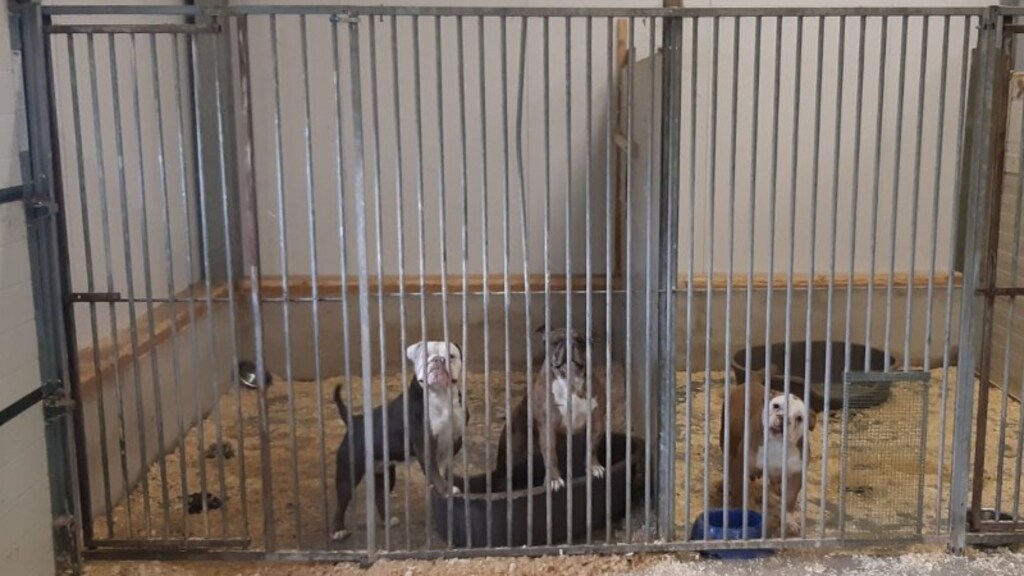 Illegale hondenhandel met 21 puppy's opgerold in Vriezenveen