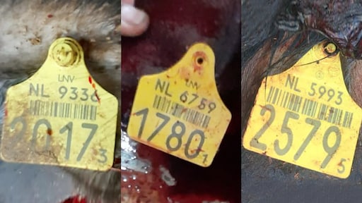 Sinds verbod duizenden Nederlandse koeien per boot naar Midden-Oosten