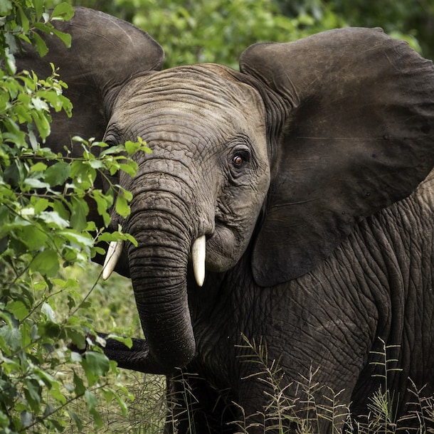 Een olifant in een bos.