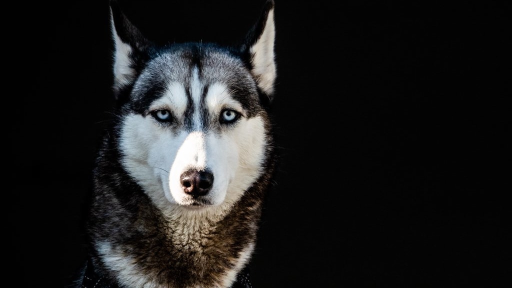 Man die hond op gruwelijke wijze vermoordde, mag een nieuwe hond