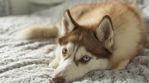 Houdverbod voor dierenbeul? 'Dat geeft aan: tot hier en niet verder'