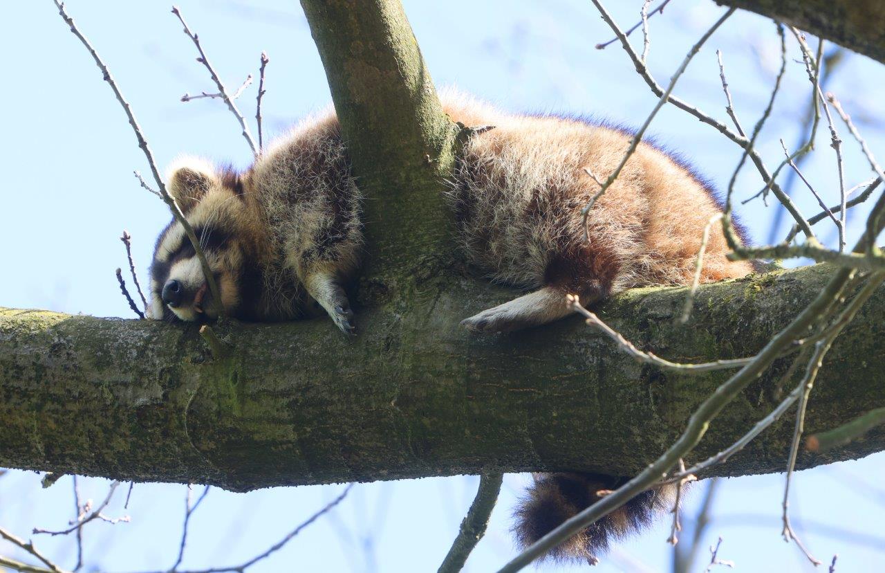 Waarom worden wasberen in Nederland gevangen of doodgemaakt?