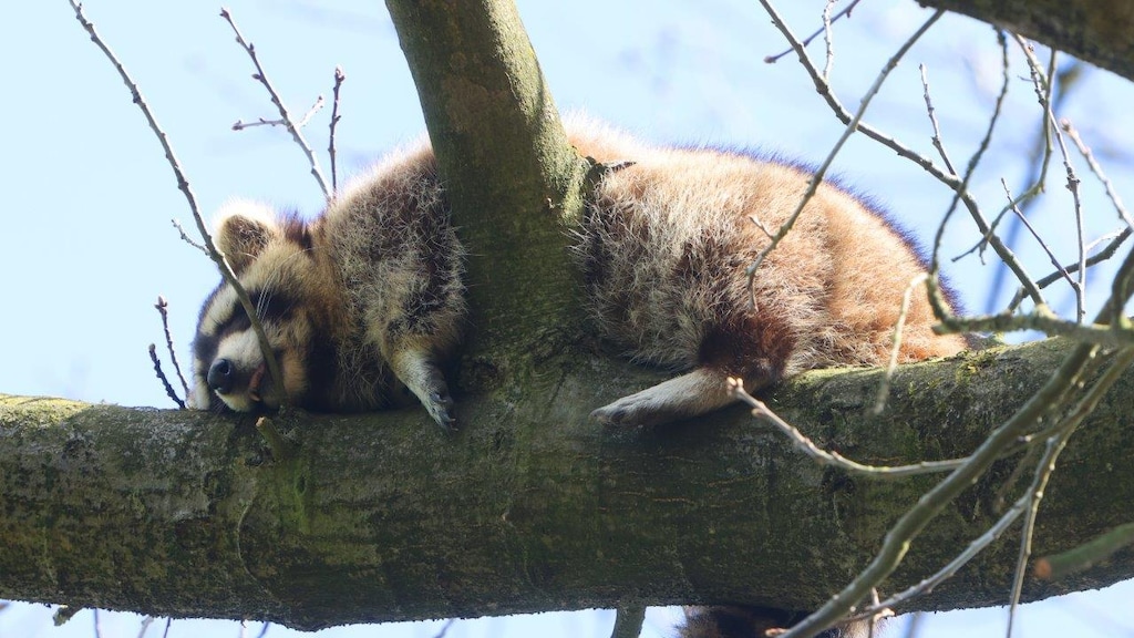 Waarom worden wasberen in Nederland gevangen of doodgemaakt?