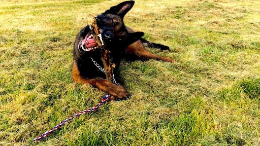 Hond Rox at drie zakken paaseitjes: 'Normaal is dat dodelijk'