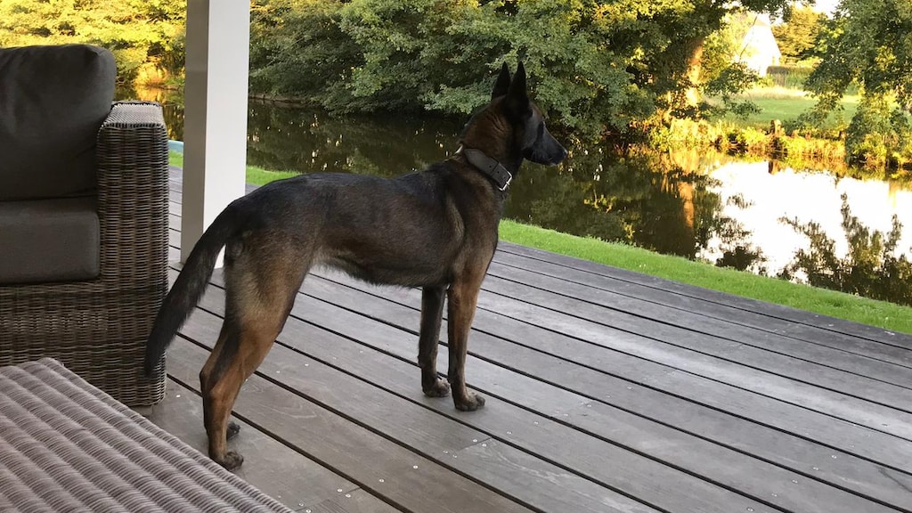 Met Rox gaat het weer helemaal goed.