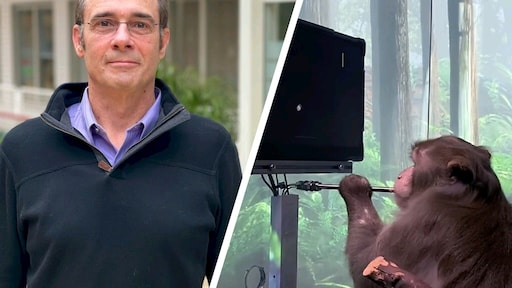 Aap bestuurt computer met brein: uitkomst voor ALS-patiënt?