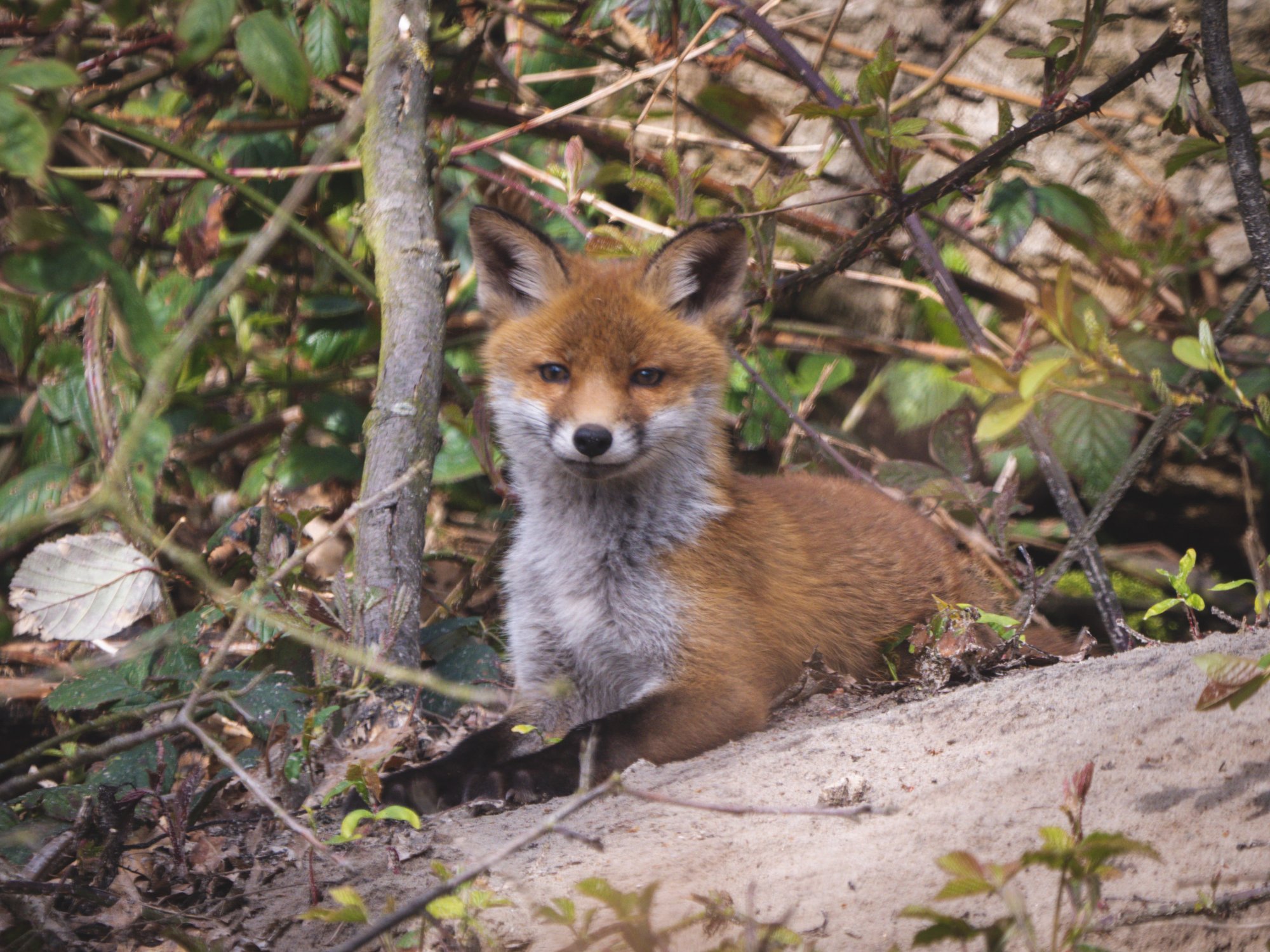 Fotografen in de bosjes voor babyvosjes: 'Blijf op het pad'