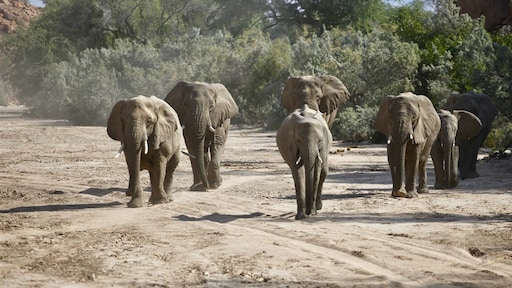 Olifanten vertrappen vermoedelijke stroper in Krugerpark