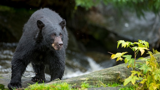 Beer doodt vrouw in Colorado, vriend vindt lichaam