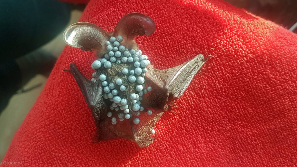 Vleermuizen ernstig bedreigd door na-isolatie van spouwmuren