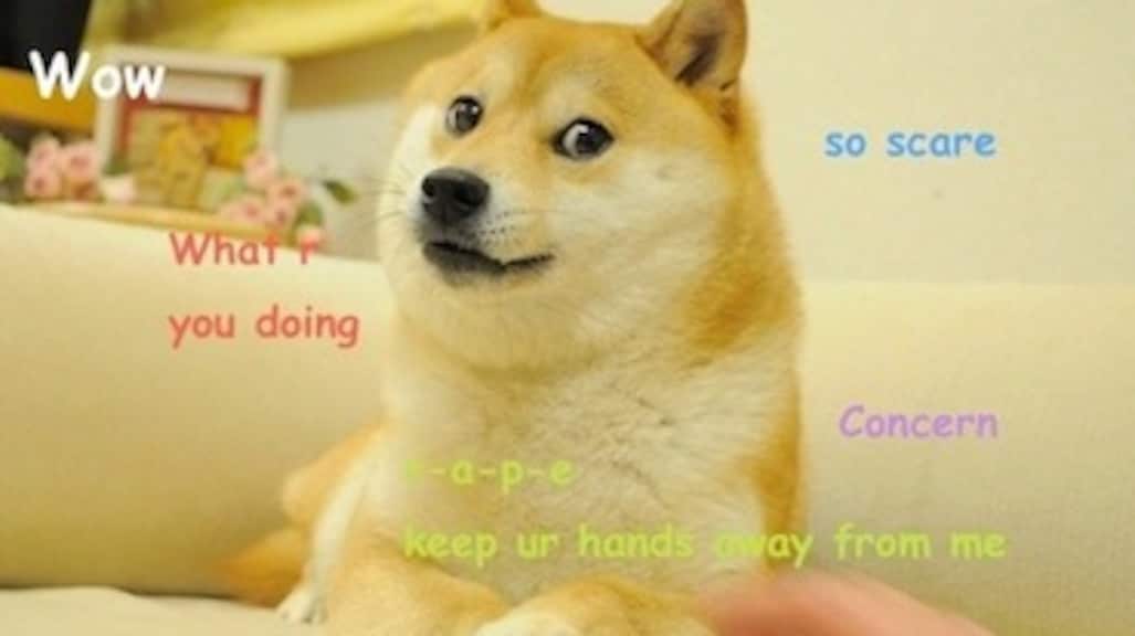 De originele doge-meme.