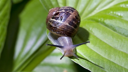 Ook zoveel slakken in je tuin? 'Het zijn er meer, maar geen plaag'