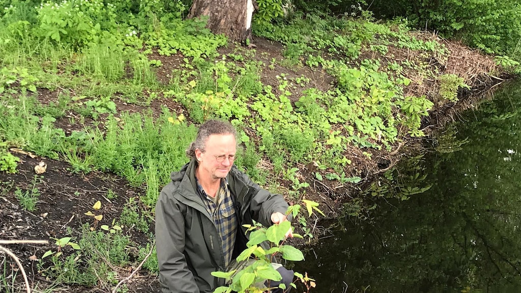 Baudewijn Odé, plantenonderzoeker bij FLORON