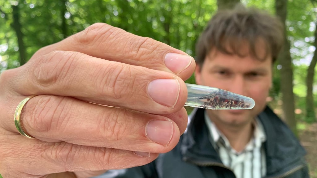 Steeds meer teken met TBE-virus: 'Kan leiden tot hersenvliesontsteking'