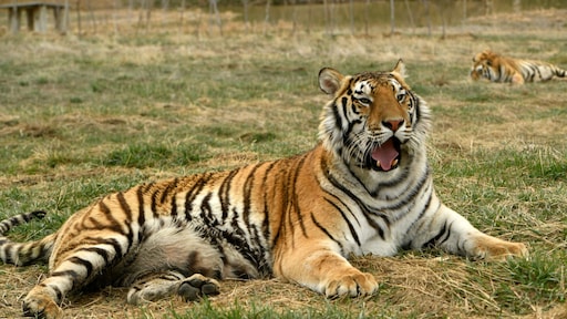 Tientallen tijgers en leeuwen in beslag genomen bij zakenman uit 'Tiger King'