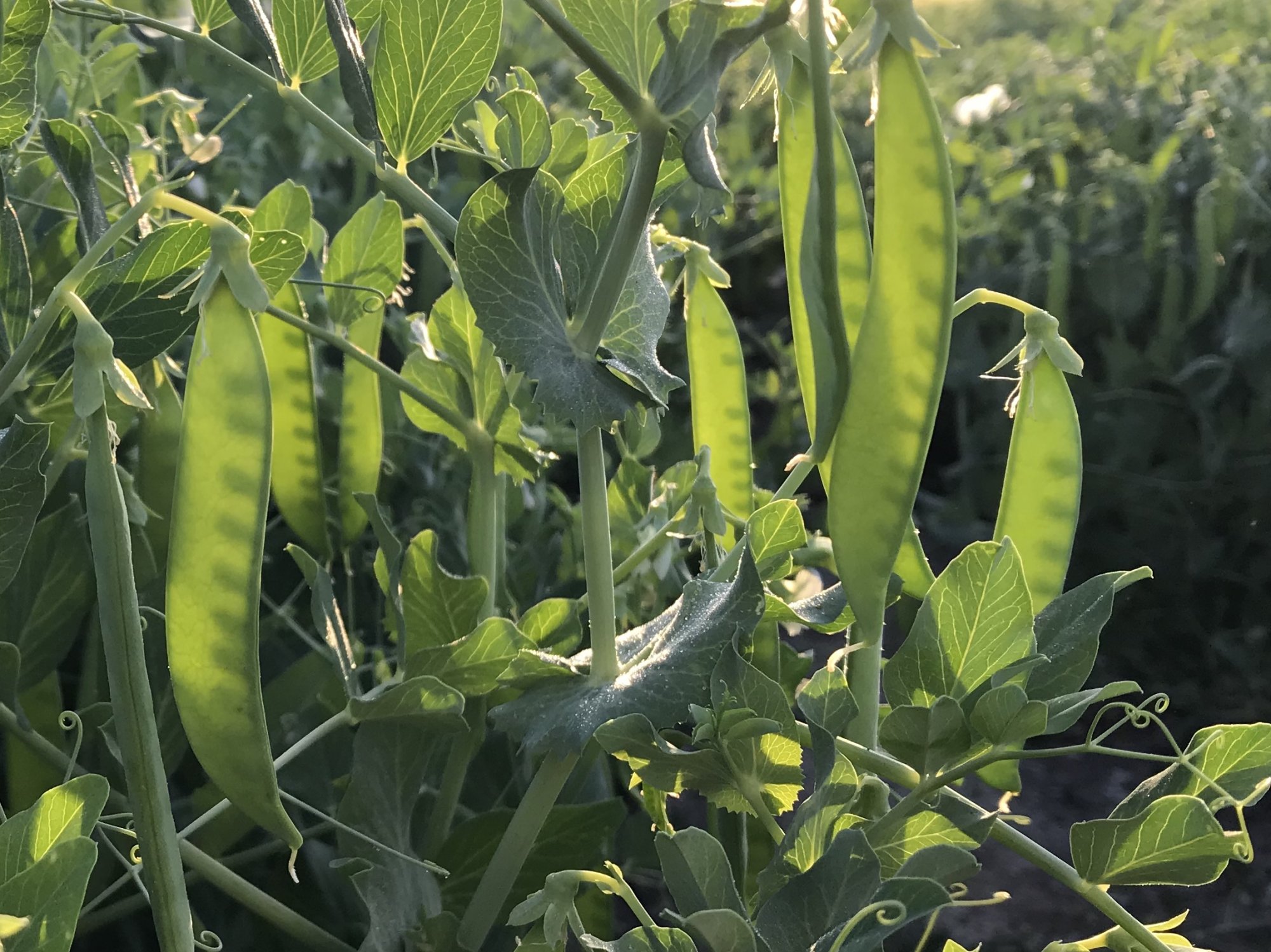Erwten op het land van boer Joost.