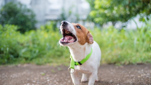 Angst voor meer bijtincidenten door wachtrijen puppycursus