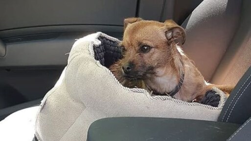 Hondje door agenten bevrijd uit hete auto bij Toverland: 'Onbegrijpelijk'