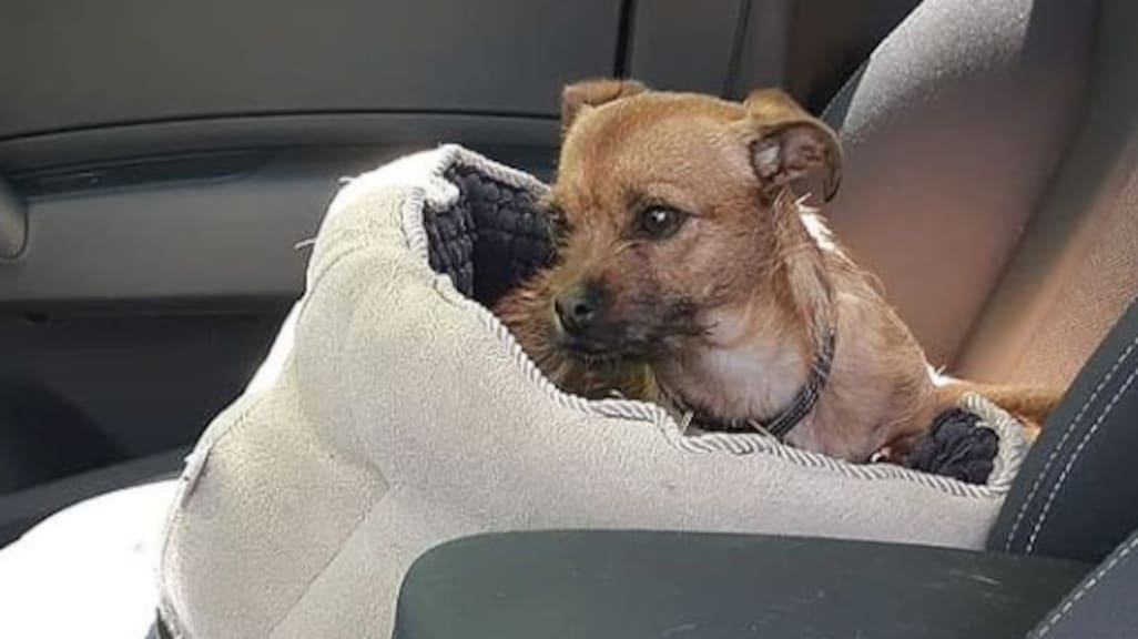 Hondje door agenten bevrijd uit hete auto bij Toverland: 'Onbegrijpelijk'