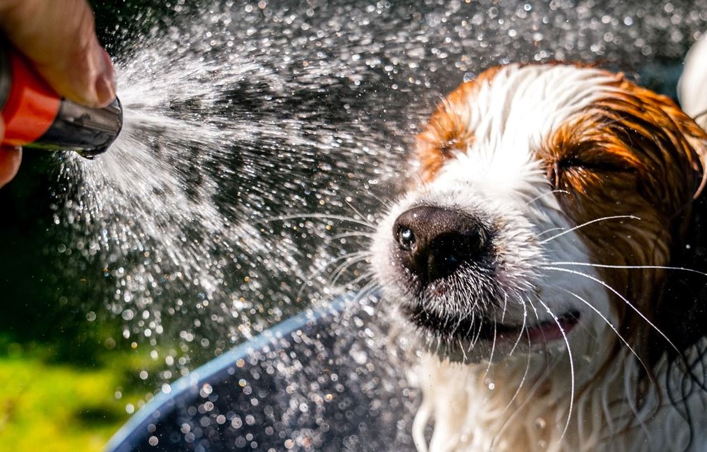Het is snikheet, ook voor huisdieren: zo bescherm je ze tegen de hitte