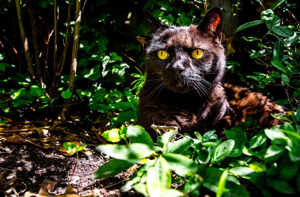 Een kat zoekt de schaduw op.
