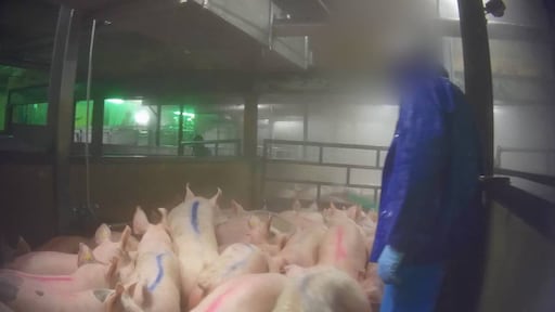 Waarom gaat het in slachthuizen steeds weer mis? Maatregelen vaak onhaalbaar