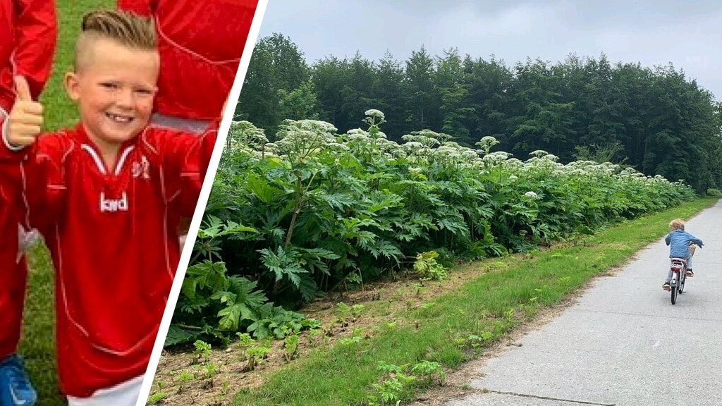 Reuzenberenklauw naast fietspaden en speeltuinen, Livinio (8) zit onder de blaren