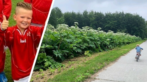 Reuzenberenklauw naast fietspaden en speeltuinen, Livinio (8) zit onder de blaren