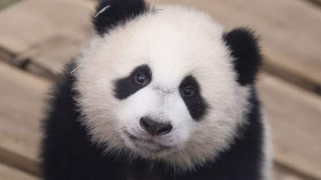 Reuzenpanda geen bedreigde diersoort meer: 'Gered omdat hij schattig is'